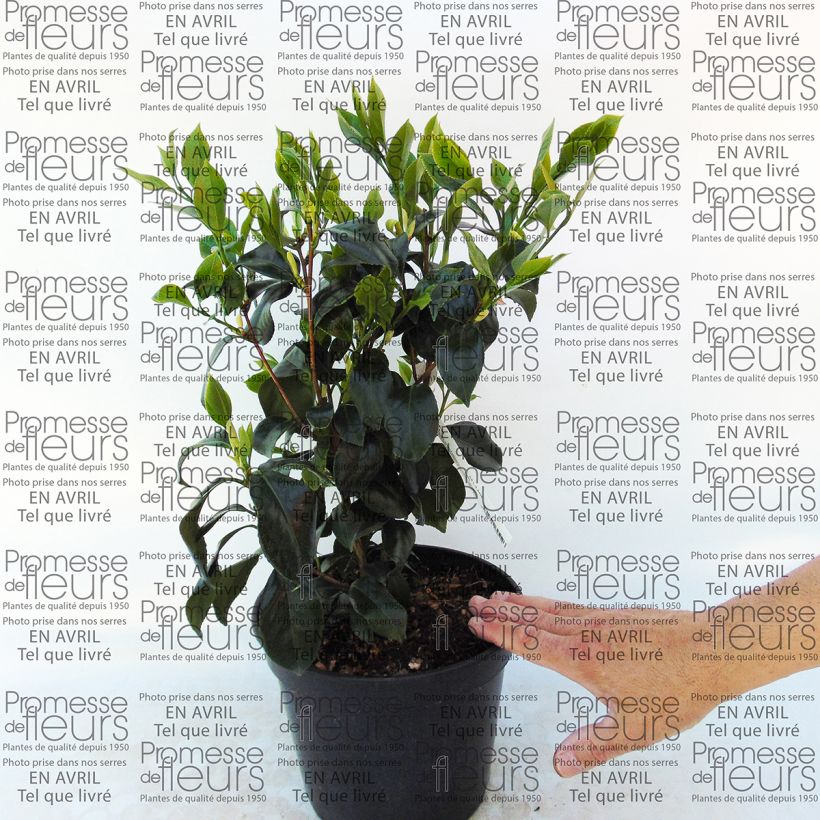 Example of Classic Camellia - Camellia japonica Sweet Olive specimen as delivered