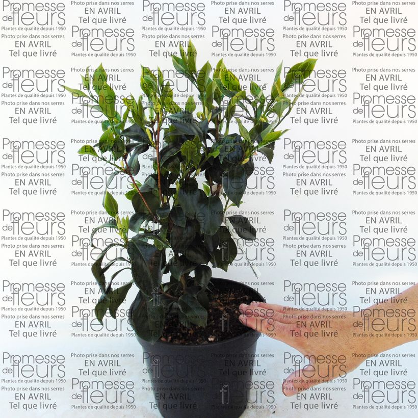 Example of Classic Camellia - Camellia japonica Sweet Olive 4L/5L pot specimen as delivered