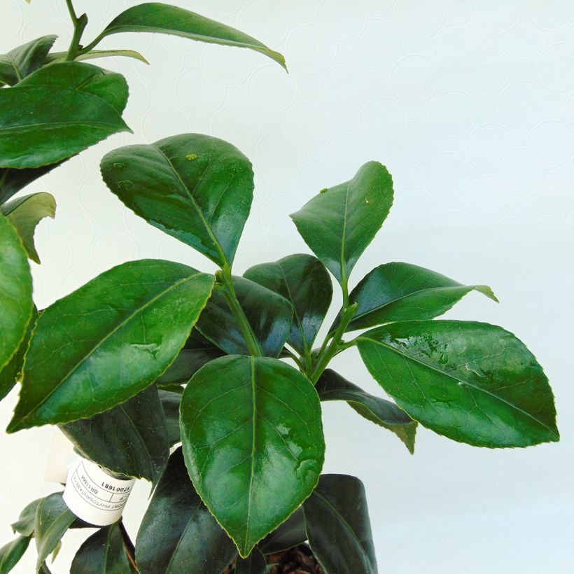 Classic Camellia - Camellia japonica Sweet Olive (Foliage)