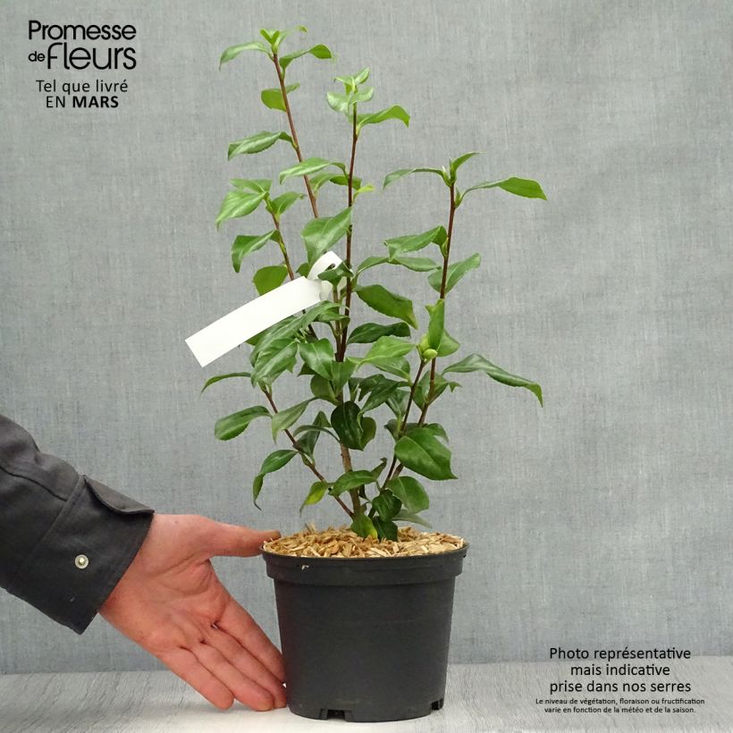 Classic Camellia - Camellia japonica Sweet Olive 2L/3L pot sample as delivered in spring