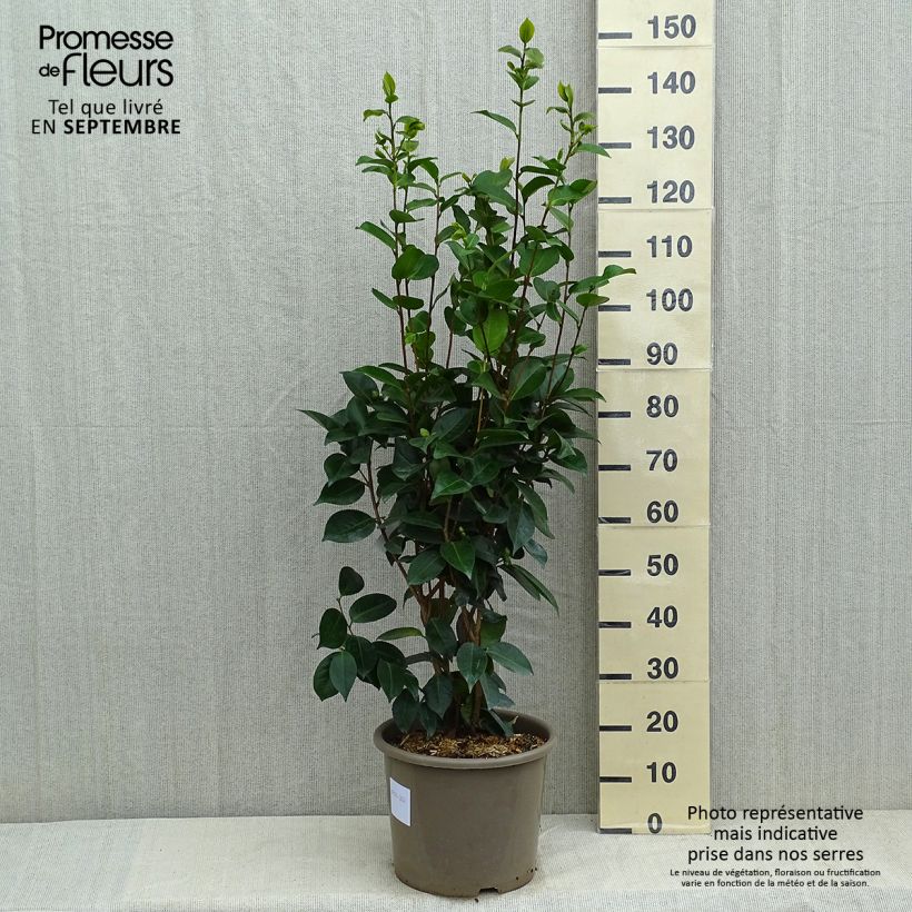 Camellia japonica Traverso 7.5L/10L pot sample as delivered in summer