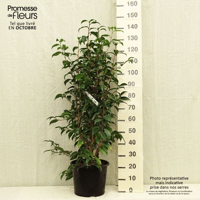 Camellia japonica Traverso 7.5L/10L pot sample as delivered in autumn