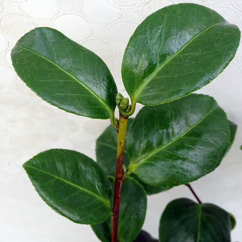 Camellia japonica Valtevareda (Foliage)