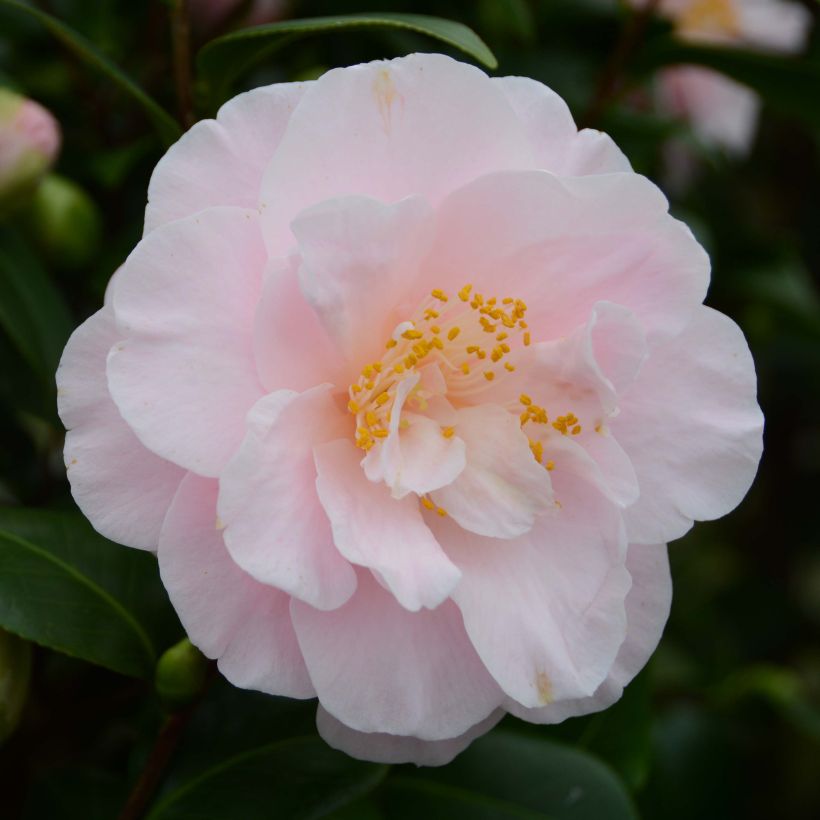 Camellia japonica Virginia Robinson (Flowering)