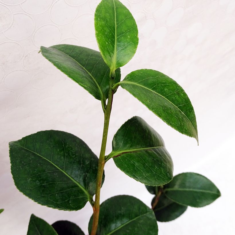 Camellia japonica Virginia Robinson (Foliage)