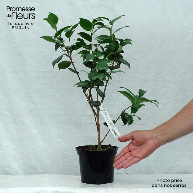 Camellia japonica Virginia Robinson 2L/3L pot sample as delivered in summer