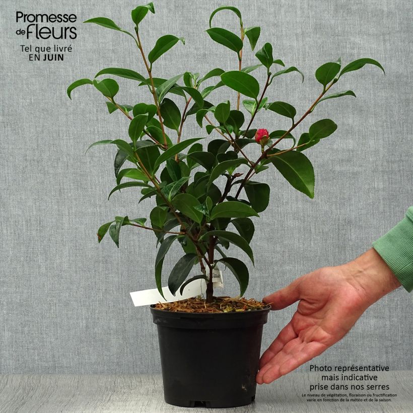 Camellia japonica Volunteer 2L/3L pot sample as delivered in summer