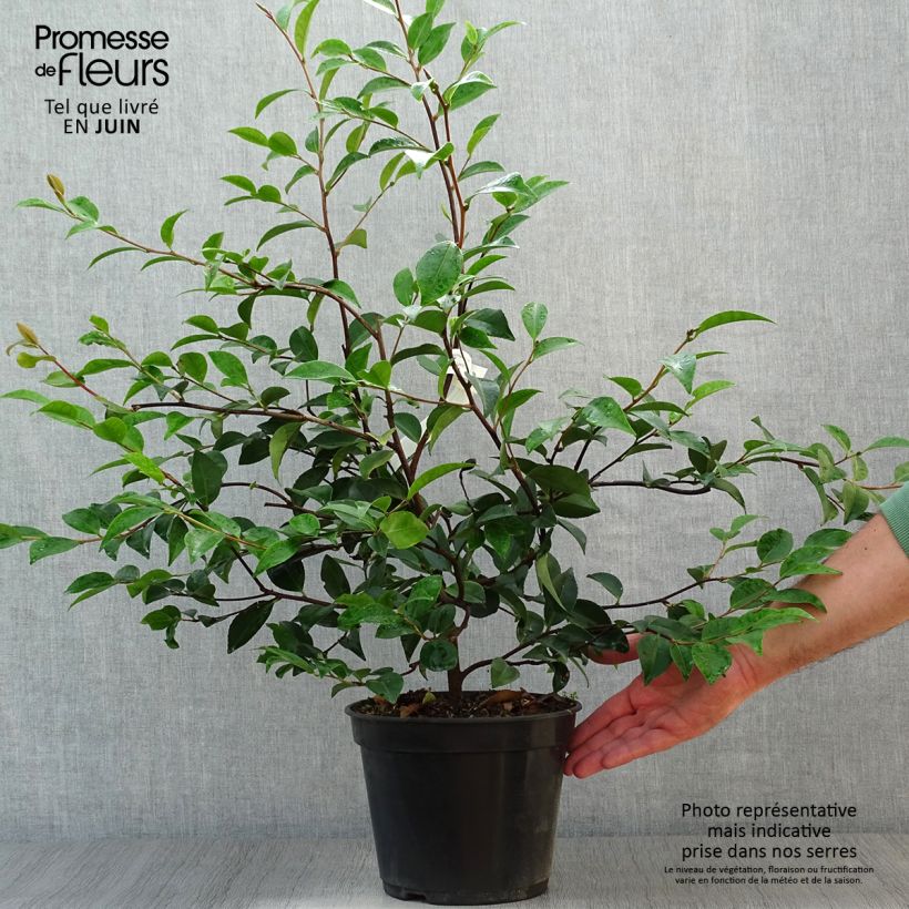 Camellia Cinnamon Cindy 3L/4L pot sample as delivered in summer