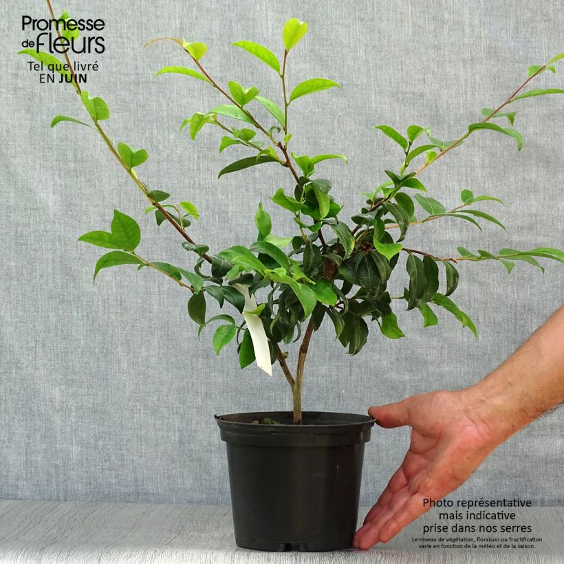 Wild Camellia - Camellia Cinnamon Scentsation 1.5L/2L pot sample as delivered in summer