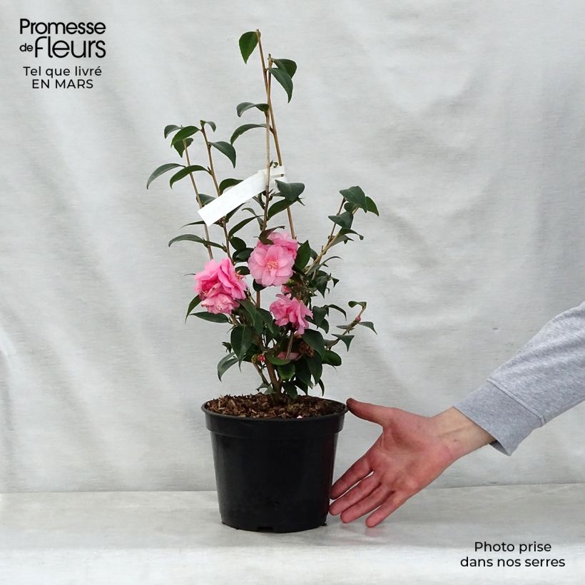 Camellia Spring Festival 3L/4L pot sample as delivered in spring