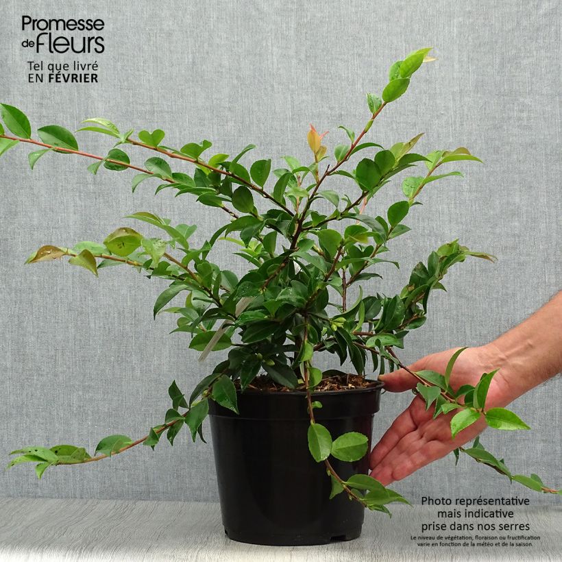Camellia lutchuensis Sweet Emily Kate 4L/5L pot sample as delivered in autumn
