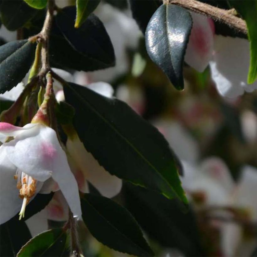 Camellia rosthoriana Cupido (Foliage)