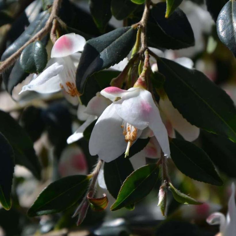 Camellia rosthoriana Cupido (Flowering)