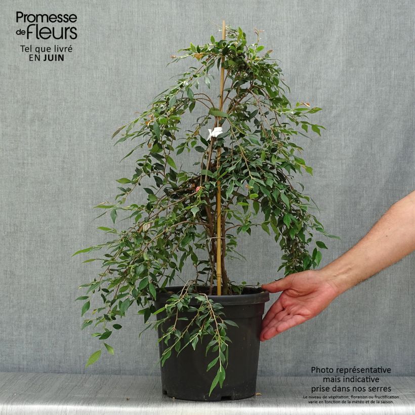 Camellia rosthoriana Cupido 7.5L/10L pot sample as delivered in summer