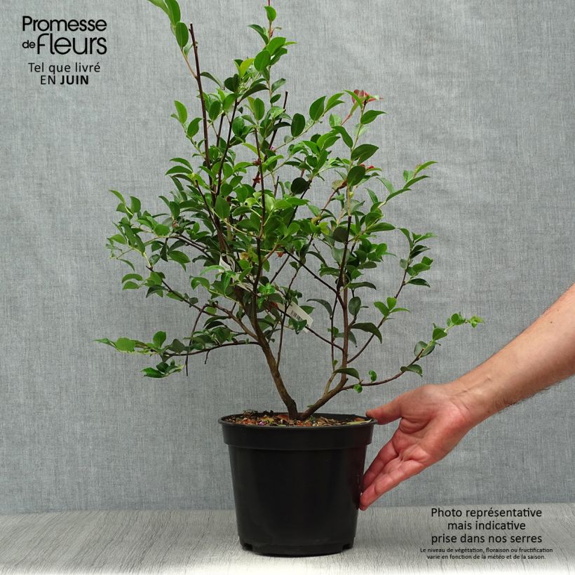 Camellia lutchuensis Fairy Blush 3L/4L pot sample as delivered in summer