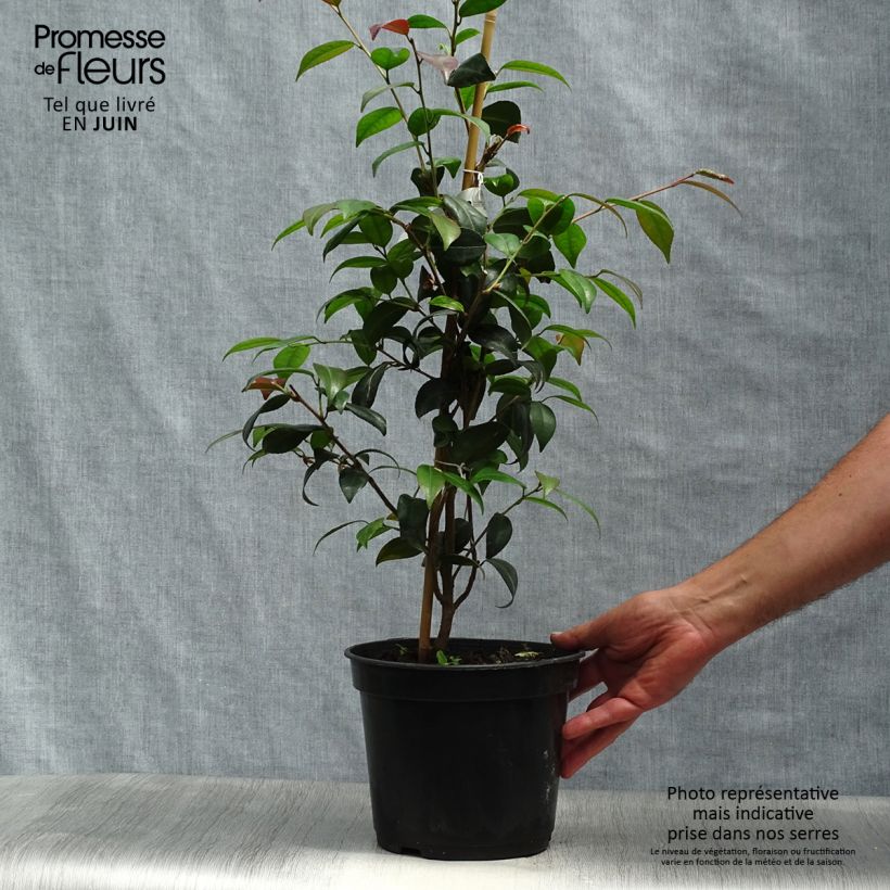 Camellia Gay Baby 4L/5L pot sample as delivered in summer