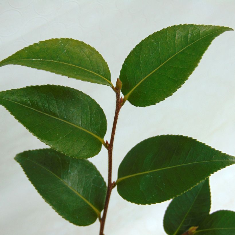 Camellia transnokoensis Sweet Jane (Foliage)