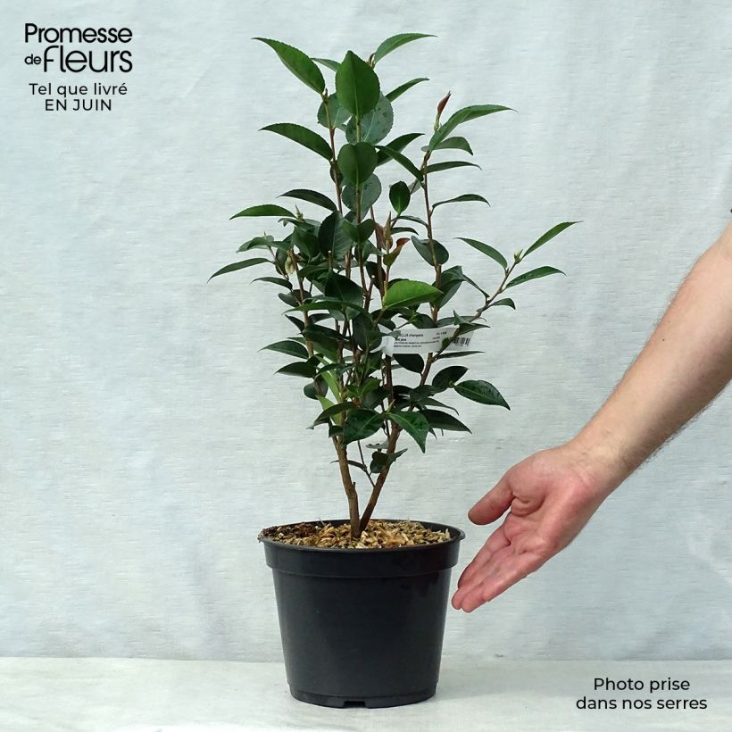 Camellia transnokoensis Sweet Jane 4L/5L pot sample as delivered in summer