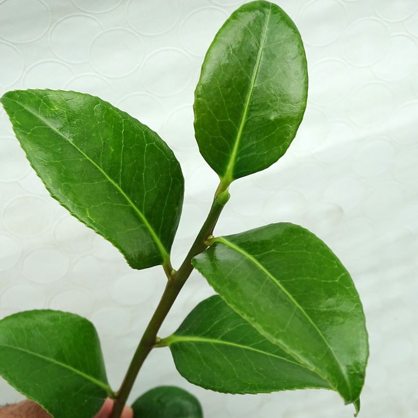 Camellia japonica Marshmallow (Foliage)