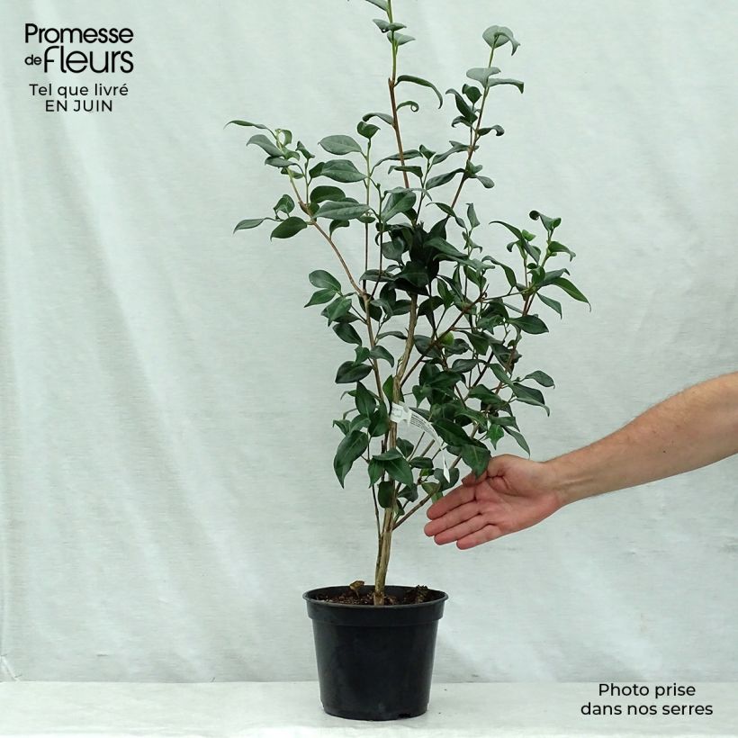 Camellia japonica Marshmallow 4L/5L pot sample as delivered in summer