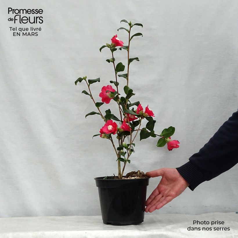 Camellia japonica Marshmallow sample as delivered in spring