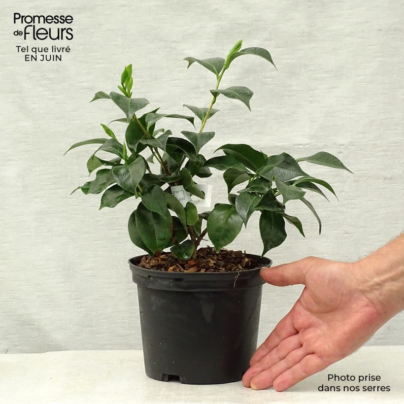 Camellia Botanyuki 2L/3L pot sample as delivered in summer