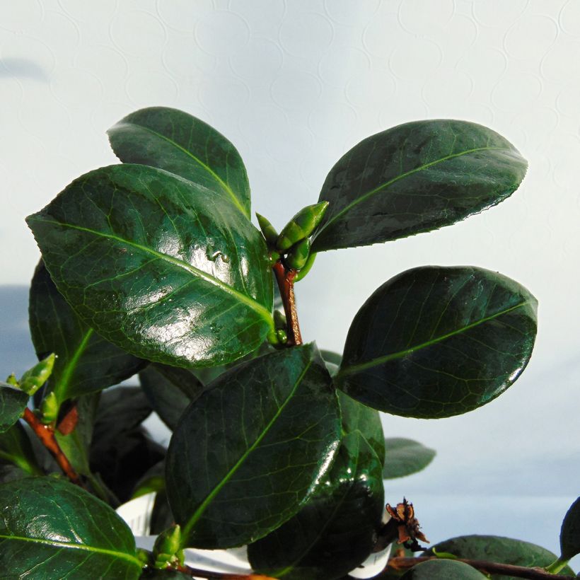 Camellia Dahlonega (Foliage)