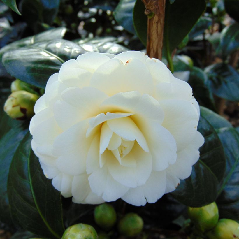 Camellia Dahlonega (Flowering)