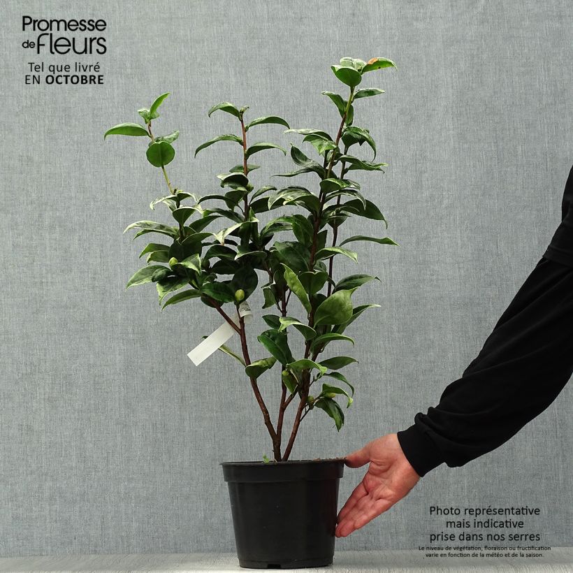Camellia japonica Kerguelen 4L/5L pot sample as delivered in autumn