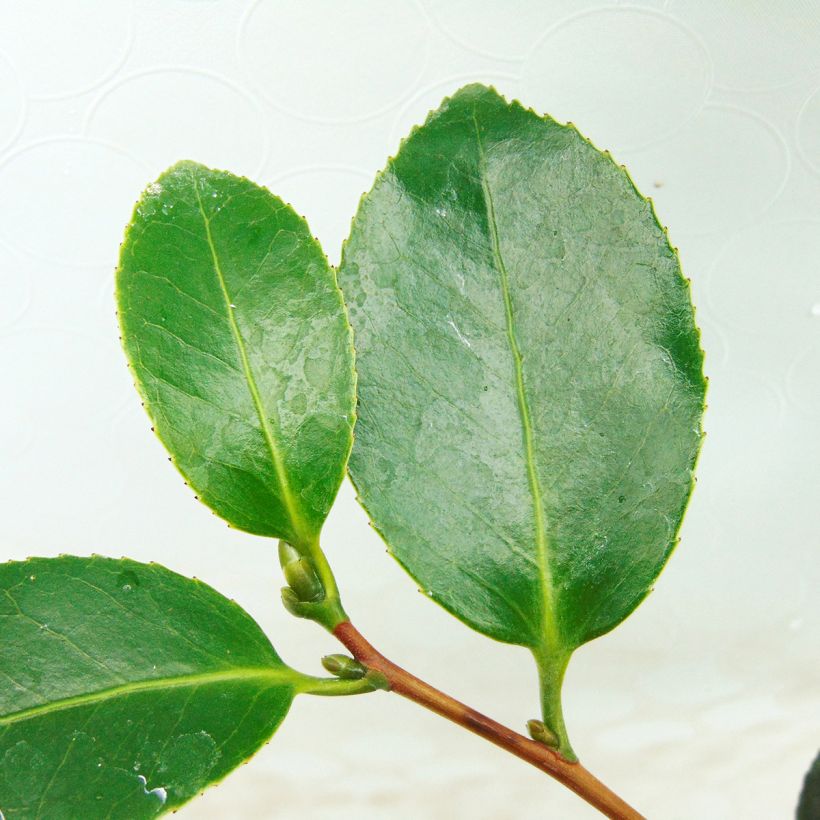 Camellia Look Away (Foliage)