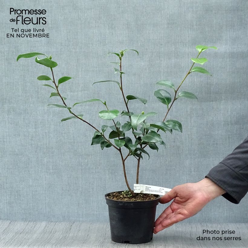 Camellia Look Away 2L/3L pot sample as delivered in autumn