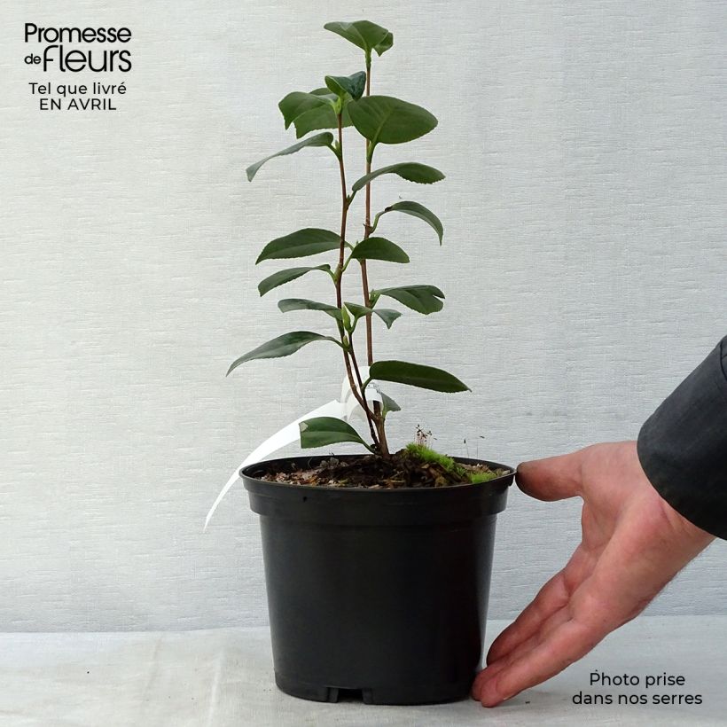 Camellia Look Away 2L/3L pot sample as delivered in spring