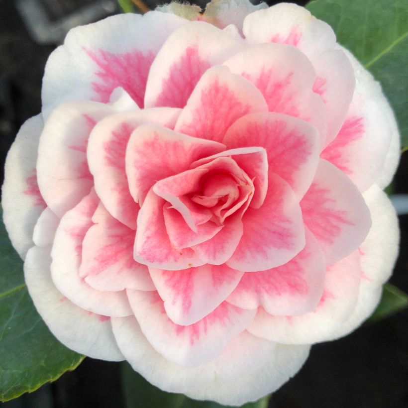 Camellia Look Away (Flowering)