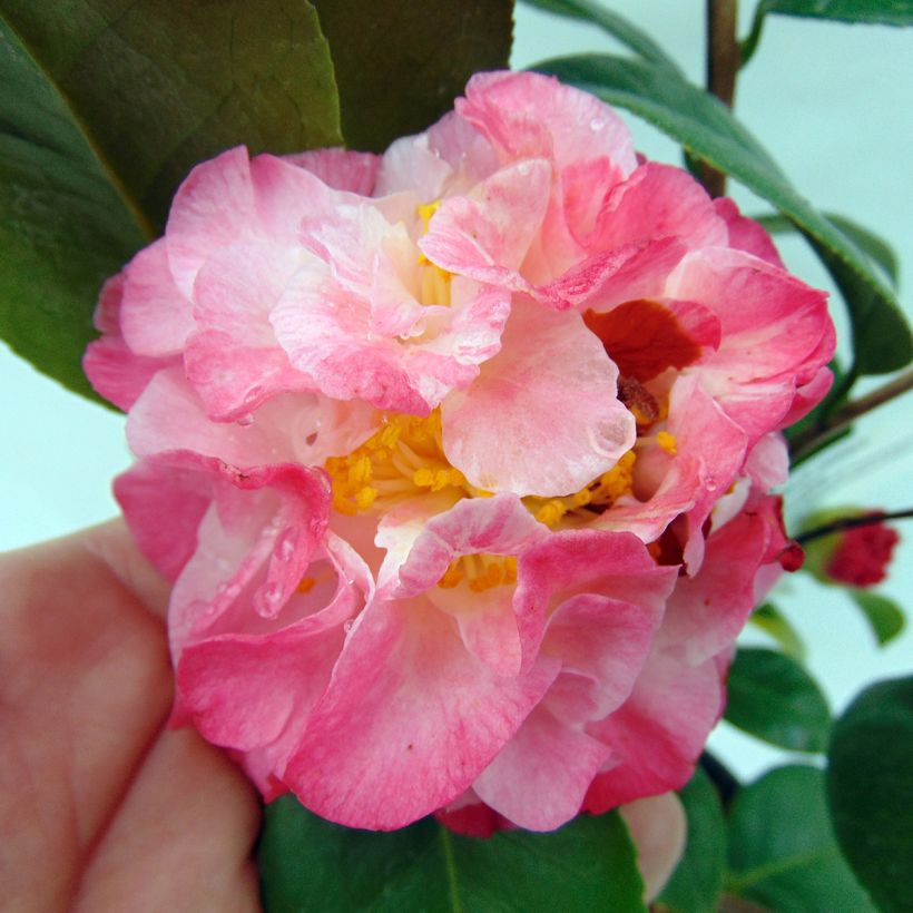 Camellia japonica Nuccios Jewel (Flowering)