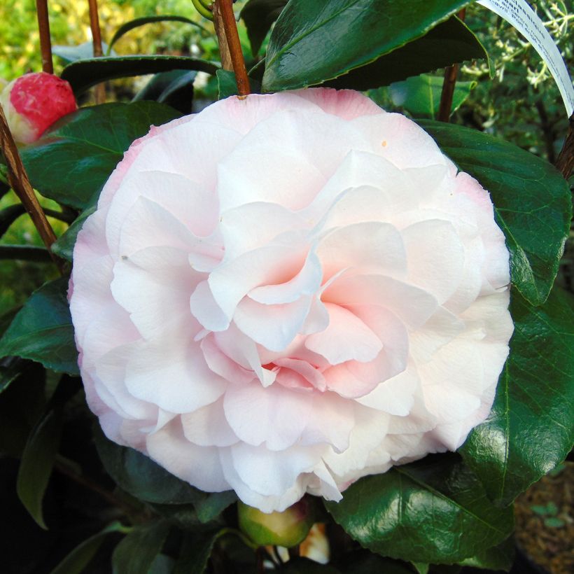 Camellia Nuccios Pearl (Flowering)