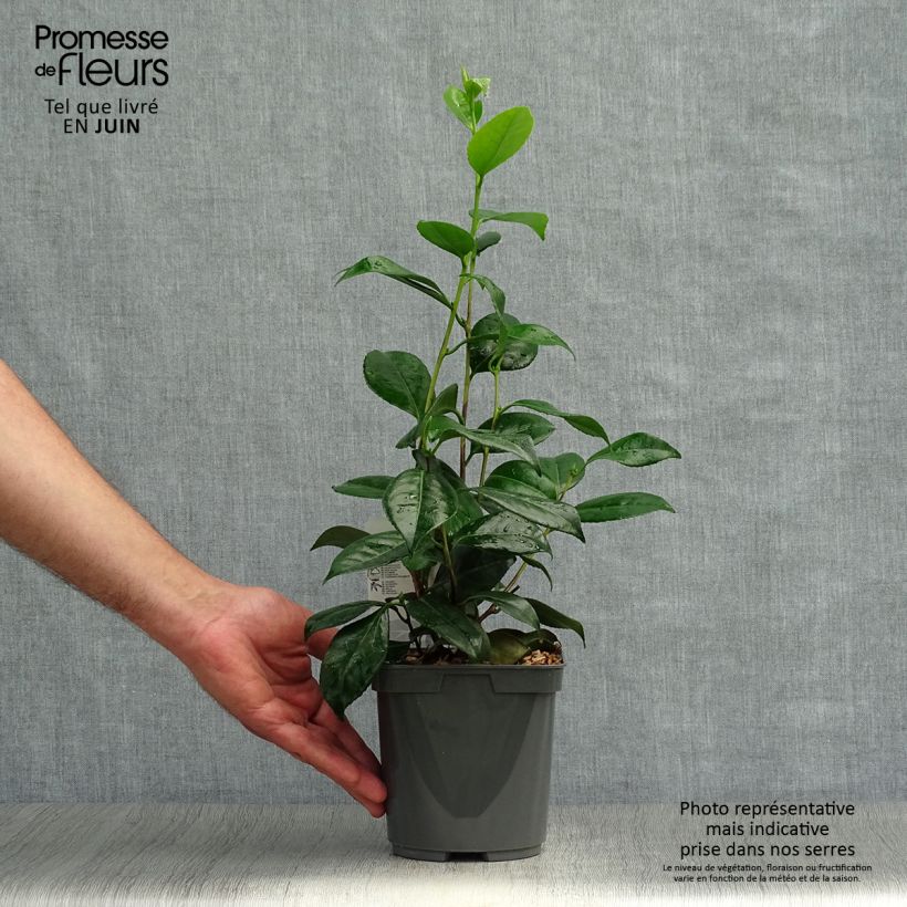 Camellia Nuccios Pearl 2L/3L pot sample as delivered in summer