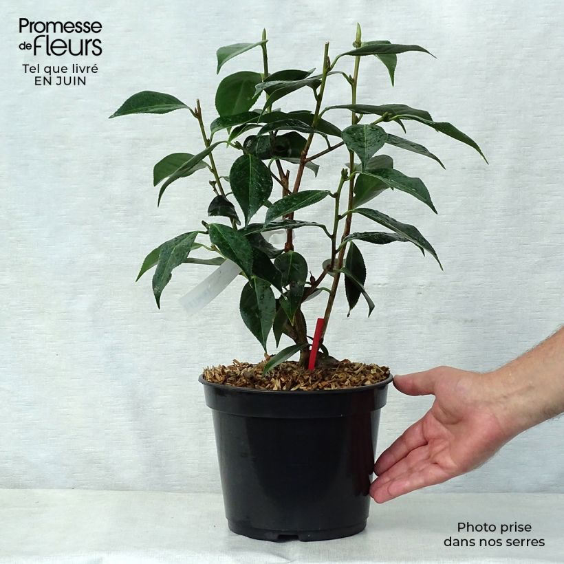 Camellia Royal Velvet 4L/5L pot sample as delivered in summer