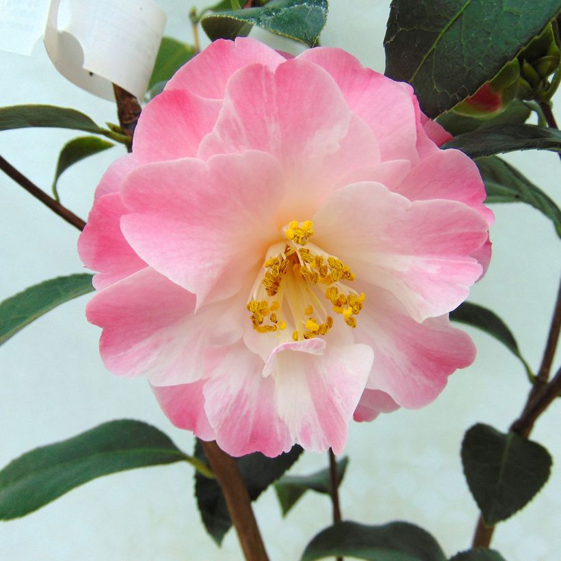 Camellia  williamsii Spring Daze (Flowering)