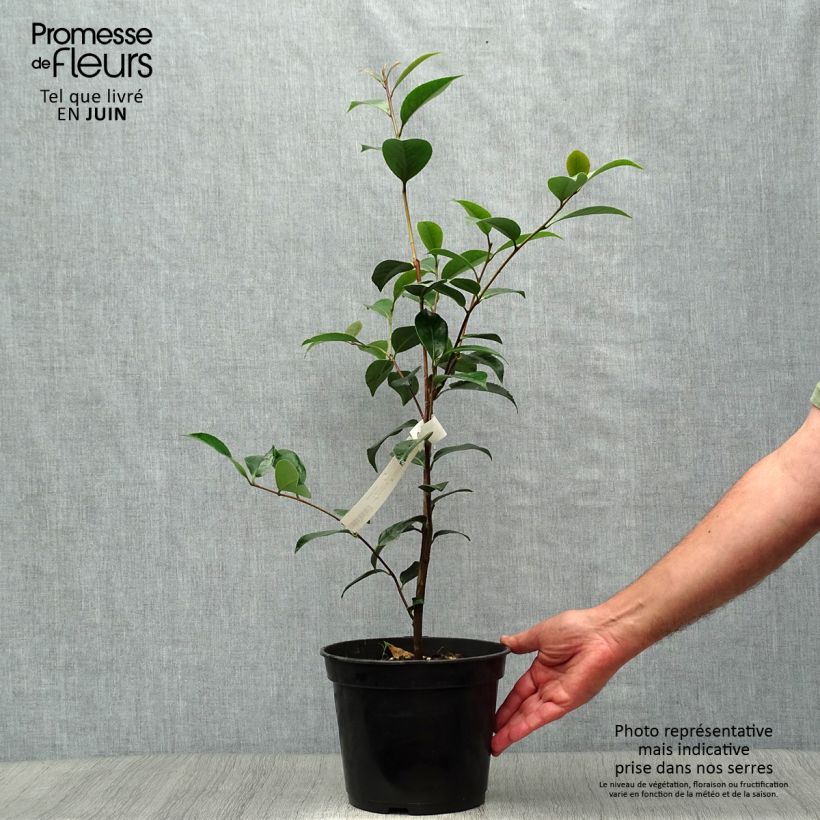 Camellia  williamsii Spring Daze 4L/5L pot sample as delivered in summer