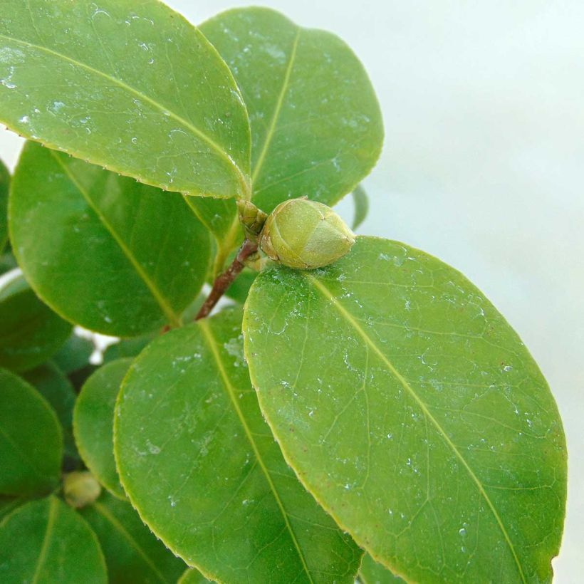 Camellia Tom Thumb (Foliage)