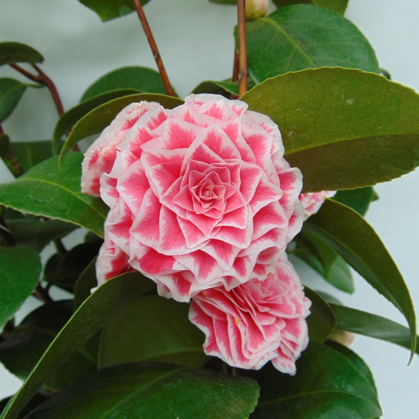 Camellia Tom Thumb (Flowering)