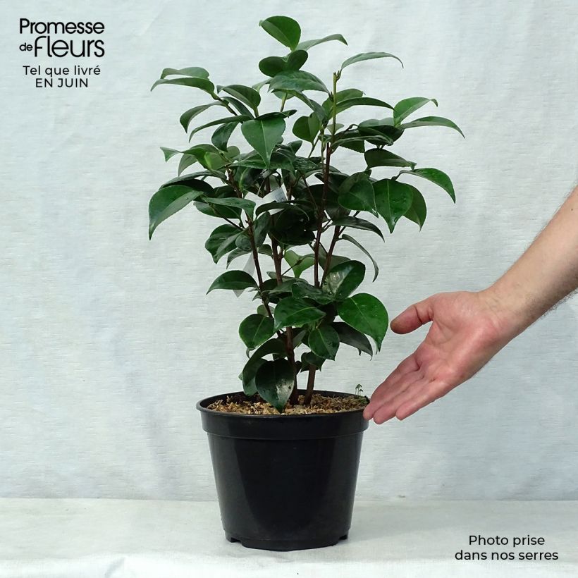 Camellia Tom Thumb 4L/5L pot sample as delivered in summer