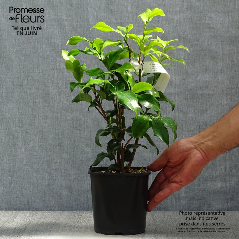 Camellia Jurys Yellow 1.5L/2L pot sample as delivered in summer