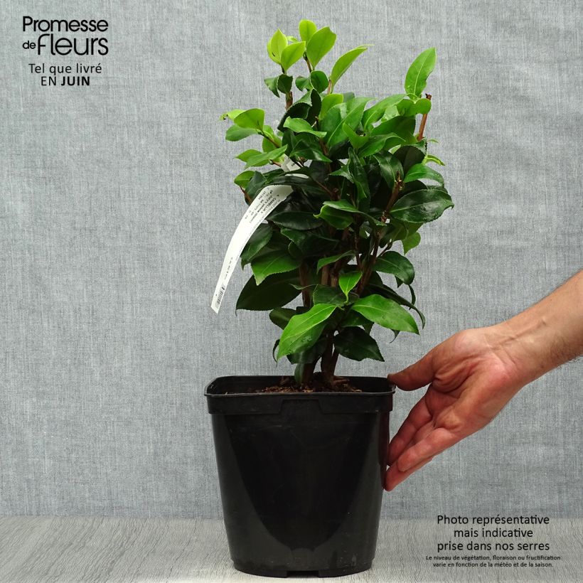 Camellia Jurys Yellow 3L/4L pot sample as delivered in summer