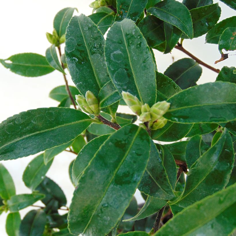 Camellia sasanqua Frosted Star (Foliage)