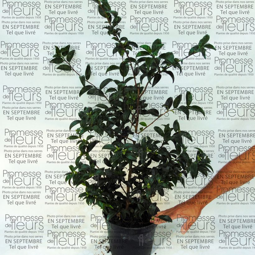 Example of Camellia sasanqua Frosted Star specimen as delivered