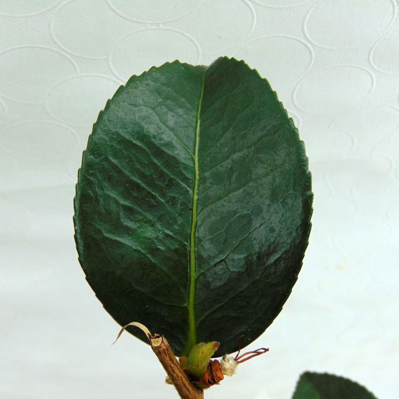 Camellia sasanqua Gay Border (Foliage)