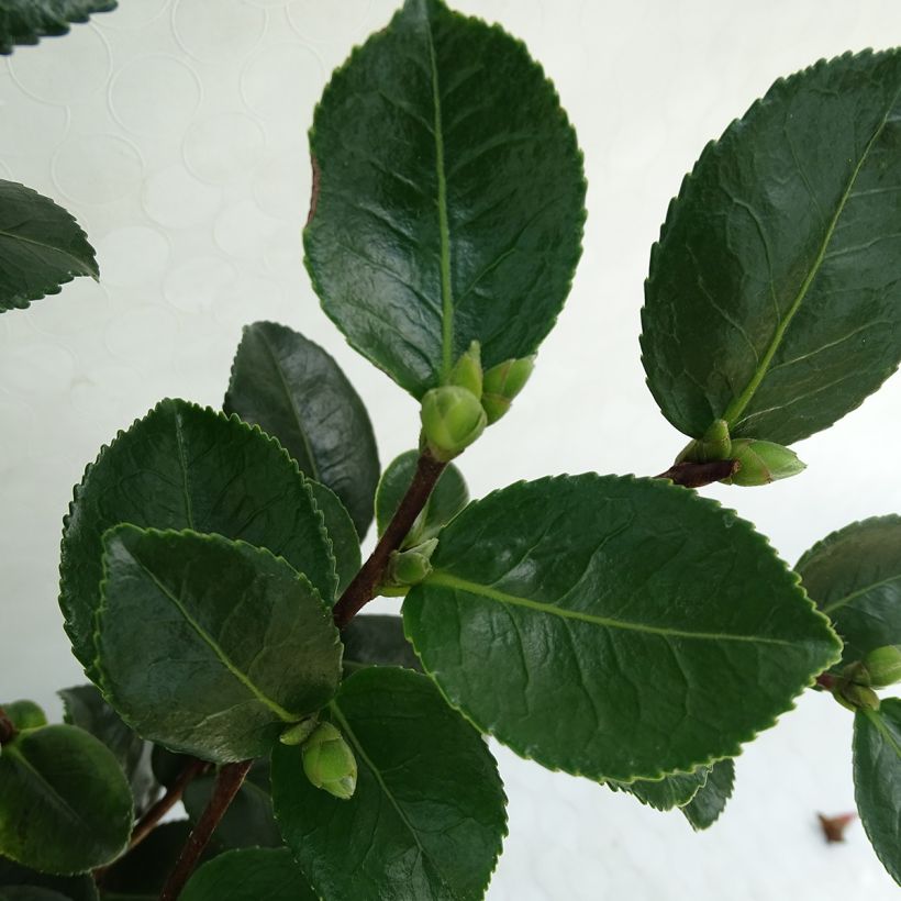 Camellia sasanqua Sekiyo (Foliage)