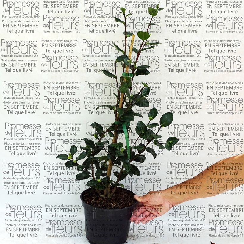 Example of Camellia sasanqua Sekiyo specimen as delivered