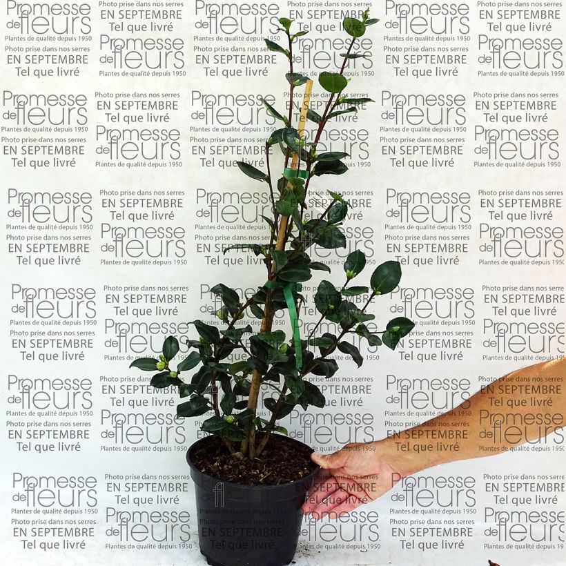 Example of Camellia sasanqua Sekiyo 4L/5L pot specimen as delivered